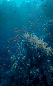 Preview wallpaper sea, fish, corals, depth, underwater