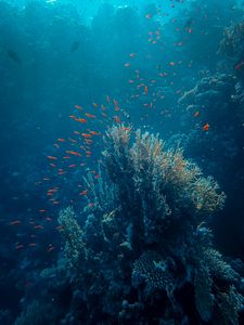 Preview wallpaper sea, fish, corals, depth, underwater