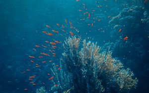 Preview wallpaper sea, fish, corals, depth, underwater