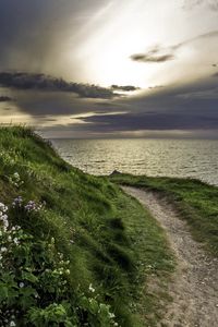 Preview wallpaper sea, grass, evening, flowers