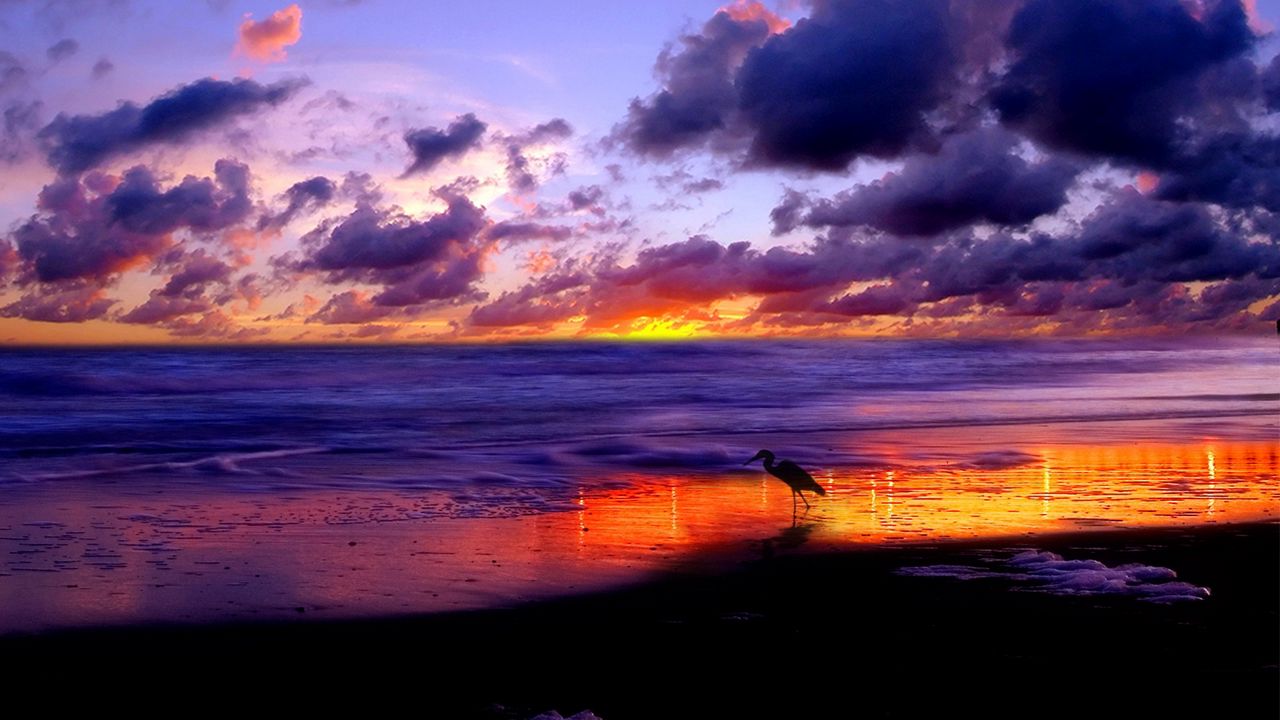 Wallpaper sea, heron, coast, sand, evening, sky, clouds