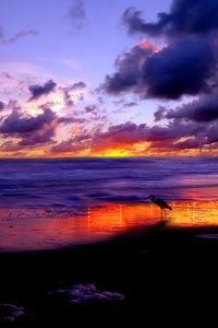 Preview wallpaper sea, heron, coast, sand, evening, sky, clouds