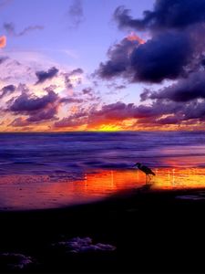 Preview wallpaper sea, heron, coast, sand, evening, sky, clouds