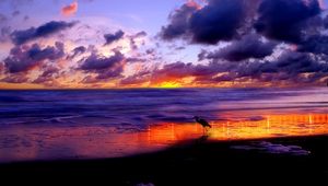 Preview wallpaper sea, heron, coast, sand, evening, sky, clouds