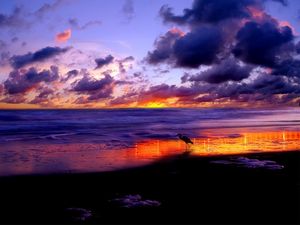 Preview wallpaper sea, heron, coast, sand, evening, sky, clouds