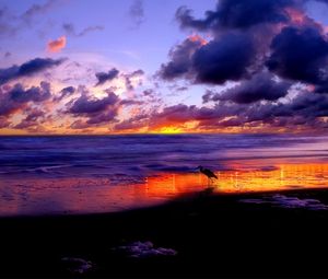 Preview wallpaper sea, heron, coast, sand, evening, sky, clouds