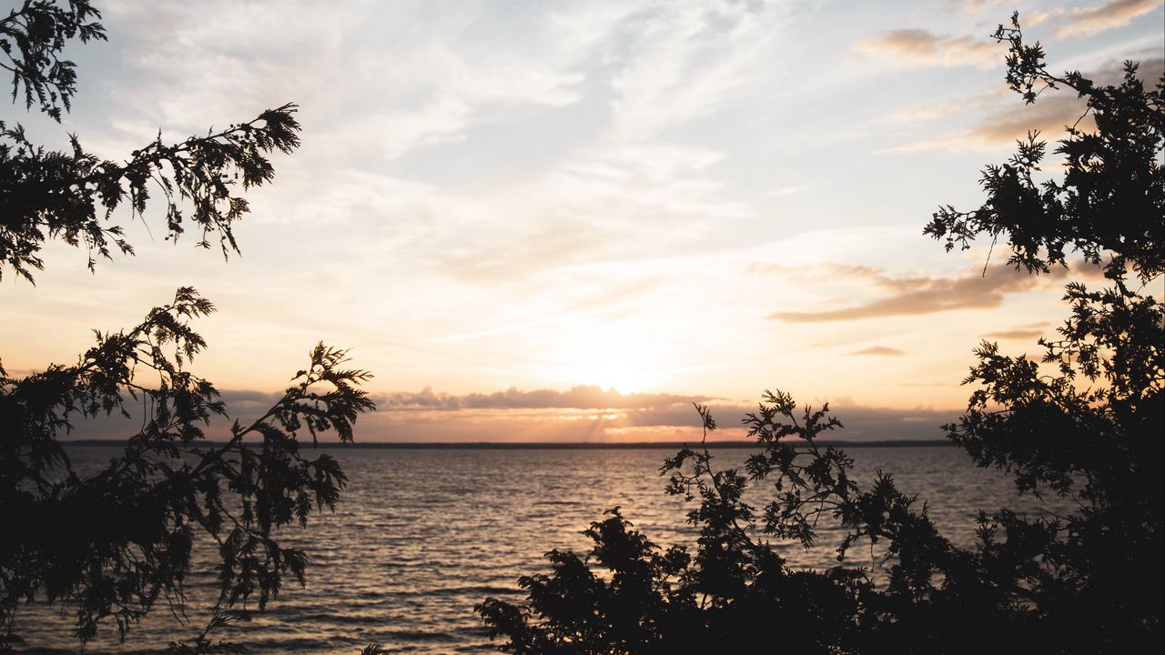 Wallpaper sea, horizon, branches, sunset, sky