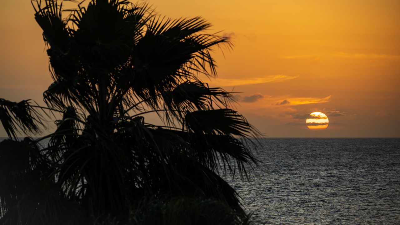 Wallpaper sea, horizon, sun, clouds, palm tree, branch