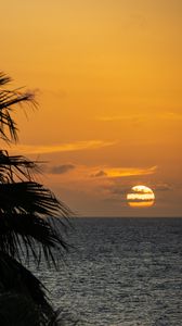 Preview wallpaper sea, horizon, sun, clouds, palm tree, branch
