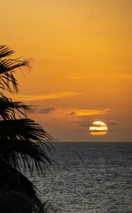 Preview wallpaper sea, horizon, sun, clouds, palm tree, branch