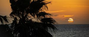 Preview wallpaper sea, horizon, sun, clouds, palm tree, branch