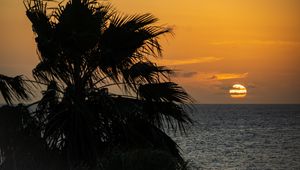 Preview wallpaper sea, horizon, sun, clouds, palm tree, branch