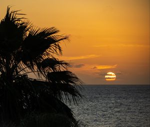 Preview wallpaper sea, horizon, sun, clouds, palm tree, branch