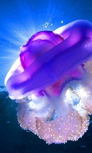 Preview wallpaper sea, jellyfish, underwater, light