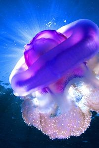 Preview wallpaper sea, jellyfish, underwater, light