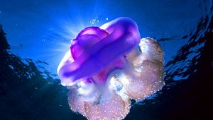 Preview wallpaper sea, jellyfish, underwater, light