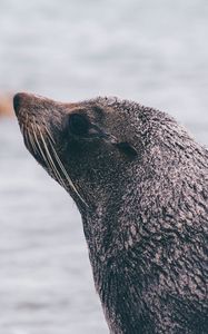 Preview wallpaper sea lion, blur, face