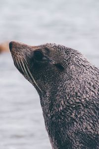 Preview wallpaper sea lion, blur, face