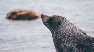 Preview wallpaper sea lion, blur, face