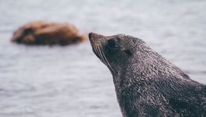 Preview wallpaper sea lion, blur, face