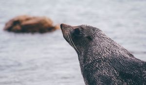 Preview wallpaper sea lion, blur, face