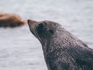 Preview wallpaper sea lion, blur, face