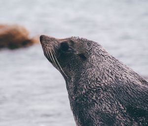 Preview wallpaper sea lion, blur, face