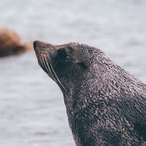 Preview wallpaper sea lion, blur, face