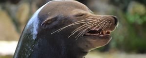 Preview wallpaper sea lion, emotions, face, wet