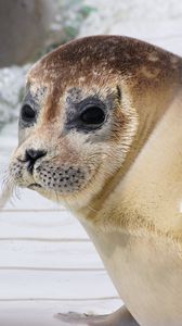 Preview wallpaper sea lion, face, eyes