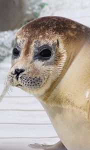 Preview wallpaper sea lion, face, eyes