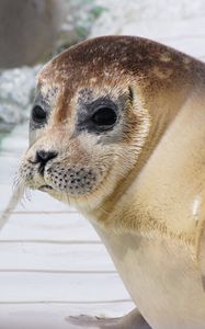 Preview wallpaper sea lion, face, eyes