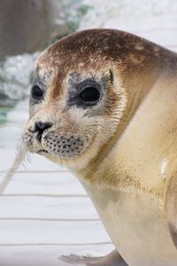 Preview wallpaper sea lion, face, eyes