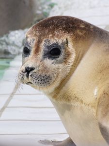 Preview wallpaper sea lion, face, eyes