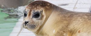 Preview wallpaper sea lion, face, eyes