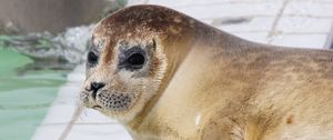 Preview wallpaper sea lion, face, eyes