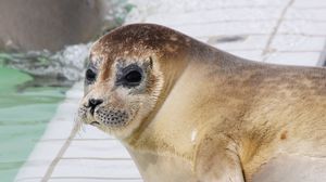 Preview wallpaper sea lion, face, eyes