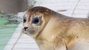 Preview wallpaper sea lion, face, eyes