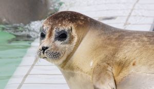 Preview wallpaper sea lion, face, eyes