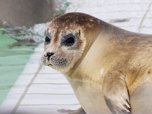 Preview wallpaper sea lion, face, eyes