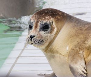 Preview wallpaper sea lion, face, eyes