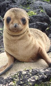 Preview wallpaper sea lion, galapagos islands, look