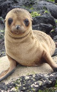 Preview wallpaper sea lion, galapagos islands, look