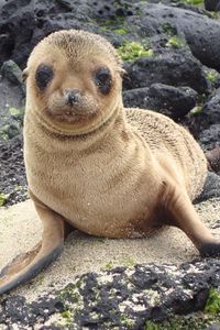 Preview wallpaper sea lion, galapagos islands, look