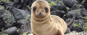 Preview wallpaper sea lion, galapagos islands, look