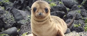 Preview wallpaper sea lion, galapagos islands, look