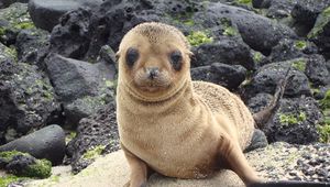 Preview wallpaper sea lion, galapagos islands, look