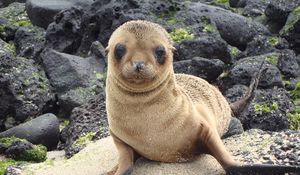 Preview wallpaper sea lion, galapagos islands, look