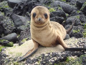 Preview wallpaper sea lion, galapagos islands, look