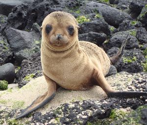 Preview wallpaper sea lion, galapagos islands, look